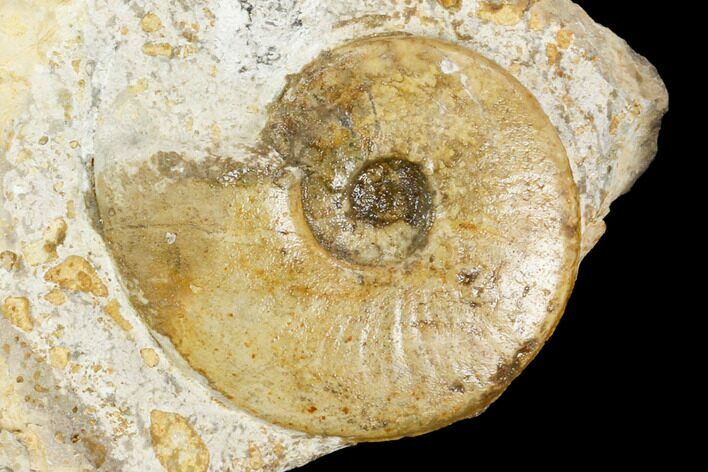 Ammonite Fossil - Boulemane, Morocco #122435